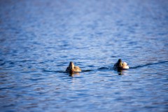 IMG_2580