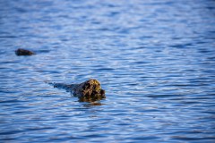 IMG_2590