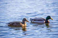 IMG_2596