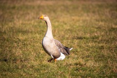IMG_2662