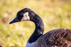 IMG_2678