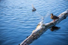 IMG_2711
