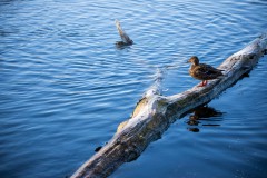 IMG_2712