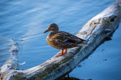 IMG_2715