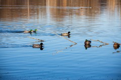 IMG_2751